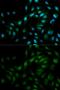 Mitogen-Activated Protein Kinase 7 antibody, GTX55608, GeneTex, Immunofluorescence image 