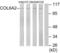 Collagen Type VI Alpha 2 Chain antibody, abx013955, Abbexa, Western Blot image 