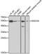 RAD23 Homolog A, Nucleotide Excision Repair Protein antibody, MBS127166, MyBioSource, Western Blot image 