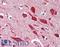 Kalirin RhoGEF Kinase antibody, LS-C353112, Lifespan Biosciences, Immunohistochemistry paraffin image 