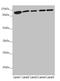 Dehydrogenase E1 And Transketolase Domain Containing 1 antibody, LS-C675643, Lifespan Biosciences, Western Blot image 