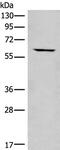 Chaperonin Containing TCP1 Subunit 6B antibody, PA5-68388, Invitrogen Antibodies, Western Blot image 