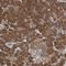 Vesicle Associated Membrane Protein 7 antibody, NBP1-80709, Novus Biologicals, Immunohistochemistry frozen image 