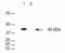 CCAAT Enhancer Binding Protein Beta antibody, 41-5000, Invitrogen Antibodies, Western Blot image 