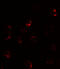 FKBP Prolyl Isomerase 1A antibody, A04492, Boster Biological Technology, Immunofluorescence image 