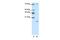 Signal Recognition Particle 19 antibody, GTX47380, GeneTex, Western Blot image 