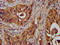 NK2 Homeobox 8 antibody, LS-C671513, Lifespan Biosciences, Immunohistochemistry paraffin image 