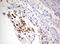 F-Box And WD Repeat Domain Containing 7 antibody, LS-C336721, Lifespan Biosciences, Immunohistochemistry paraffin image 