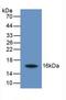 Collectrin, Amino Acid Transport Regulator antibody, LS-C663946, Lifespan Biosciences, Western Blot image 