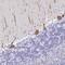 Protein Kinase C Gamma antibody, NBP2-38728, Novus Biologicals, Immunohistochemistry paraffin image 