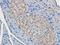 CD53 antibody, orb382619, Biorbyt, Immunohistochemistry paraffin image 