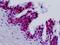ERCC Excision Repair 5, Endonuclease antibody, orb137586, Biorbyt, Immunohistochemistry paraffin image 