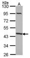 Coiled-Coil Domain Containing 83 antibody, LS-C185771, Lifespan Biosciences, Western Blot image 