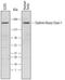 Clathrin Heavy Chain antibody, AF6784, R&D Systems, Western Blot image 