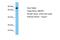 SMAD Specific E3 Ubiquitin Protein Ligase 1 antibody, A30291, Boster Biological Technology, Western Blot image 