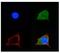 Solute Carrier Family 2 Member 5 antibody, 29-696, ProSci, Western Blot image 