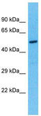 Tektin 5 antibody, TA333511, Origene, Western Blot image 