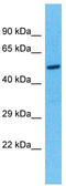 Tektin-5 antibody, TA333511, Origene, Western Blot image 