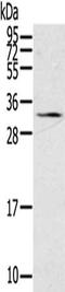 Steroidogenic Acute Regulatory Protein antibody, CSB-PA174690, Cusabio, Western Blot image 