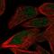 PR/SET Domain 12 antibody, PA5-60257, Invitrogen Antibodies, Immunofluorescence image 