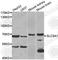 Solute Carrier Family 5 Member 1 antibody, A3126, ABclonal Technology, Western Blot image 