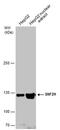 SWI/SNF Related, Matrix Associated, Actin Dependent Regulator Of Chromatin, Subfamily A, Member 5 antibody, PA5-78253, Invitrogen Antibodies, Western Blot image 