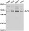 Ephrin B2 antibody, abx006986, Abbexa, Western Blot image 