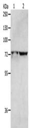 Minichromosome Maintenance Complex Binding Protein antibody, CSB-PA966451, Cusabio, Western Blot image 