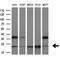 RAB30, Member RAS Oncogene Family antibody, M09855-1, Boster Biological Technology, Western Blot image 