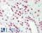 T Cell Leukemia Homeobox 1 antibody, LS-B10677, Lifespan Biosciences, Immunohistochemistry frozen image 