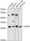 Nicotinamide N-Methyltransferase antibody, 15-330, ProSci, Western Blot image 