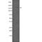 Pogo Transposable Element Derived With ZNF Domain antibody, abx216426, Abbexa, Western Blot image 