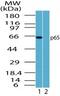 p65 antibody, PA1-41573, Invitrogen Antibodies, Western Blot image 