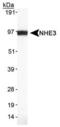 Solute Carrier Family 9 Member A3 antibody, MA1-46355, Invitrogen Antibodies, Western Blot image 