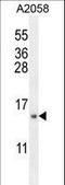 Mitochondrial Ribosomal Protein S24 antibody, LS-C164636, Lifespan Biosciences, Western Blot image 