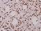 Caspase 9 antibody, PA5-36710, Invitrogen Antibodies, Immunohistochemistry paraffin image 