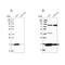 Peroxiredoxin 5 antibody, NBP2-38370, Novus Biologicals, Western Blot image 