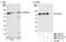 Tripartite Motif Containing 25 antibody, NBP1-00113, Novus Biologicals, Western Blot image 