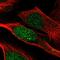 Proteasome Activator Subunit 2 antibody, HPA062661, Atlas Antibodies, Immunofluorescence image 