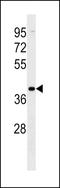 Vomeronasal 1 Receptor 2 antibody, LS-C157351, Lifespan Biosciences, Western Blot image 