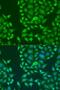 Staufen Double-Stranded RNA Binding Protein 2 antibody, LS-C749129, Lifespan Biosciences, Immunofluorescence image 