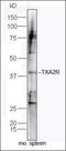 Thromboxane A2 Receptor antibody, orb186270, Biorbyt, Western Blot image 