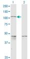 Protocadherin Gamma Subfamily C, 5 antibody, H00056097-M08, Novus Biologicals, Western Blot image 