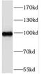 SIX Homeobox 4 antibody, FNab07888, FineTest, Western Blot image 