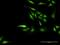 NPL4 Homolog, Ubiquitin Recognition Factor antibody, H00055666-D01P, Novus Biologicals, Immunofluorescence image 