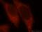 Calmodulin Like 4 antibody, 15894-1-AP, Proteintech Group, Immunofluorescence image 