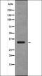 Upstream Transcription Factor 1 antibody, orb335999, Biorbyt, Western Blot image 