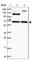RUN And FYVE Domain Containing 2 antibody, HPA039792, Atlas Antibodies, Western Blot image 