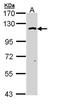 O-Linked N-Acetylglucosamine (GlcNAc) Transferase antibody, orb74013, Biorbyt, Western Blot image 