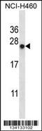 BCL2 Associated Athanogene 2 antibody, 57-448, ProSci, Western Blot image 